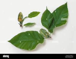 Attēlu rezultāti vaicājumam “Magnolia acuminata leaf”
