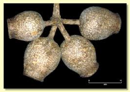 Attēlu rezultāti vaicājumam “Corydalis intermedia fruit”