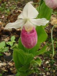 Attēlu rezultāti vaicājumam “Cypripedium calceolus flower”