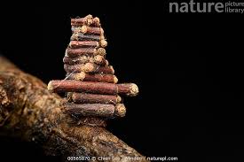 Attēlu rezultāti vaicājumam “Psychidae”