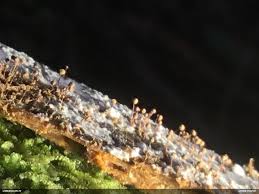 Attēlu rezultāti vaicājumam “Cribraria ferruginea macro”