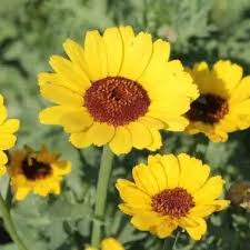 Image result for Chrysanthemum segetum