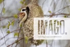 Attēlu rezultāti vaicājumam “Remiz pendulinus nest”