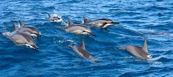Image result for Adventure Dolphin