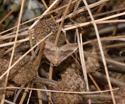 Attēlu rezultāti vaicājumam “Larentia clavaria”