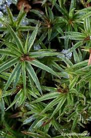 Attēlu rezultāti vaicājumam “Atrichum flavisetum”