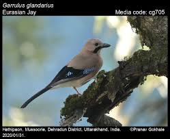 Attēlu rezultāti vaicājumam “Garrulus glandarius”