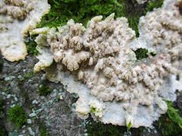 Attēlu rezultāti vaicājumam “Phlebia rufa”