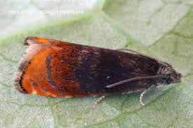 Attēlu rezultāti vaicājumam “Pammene rhediella”