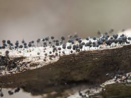 Attēlu rezultāti vaicājumam “Comatricha nigra stalked”