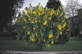 Attēlu rezultāti vaicājumam “Laburnum anagyroides flower”