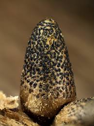 Attēlu rezultāti vaicājumam “Lycogala botrydium macro”