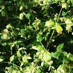 Attēlu rezultāti vaicājumam “Silene baccifera fruit”