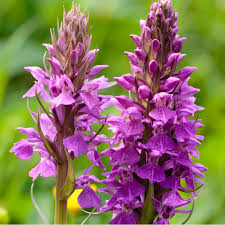 Attēlu rezultāti vaicājumam “Dactylorhiza”