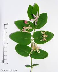 Attēlu rezultāti vaicājumam “Lonicera tatarica”