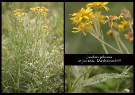 Attēlu rezultāti vaicājumam “Jacobaea paludosa flower”