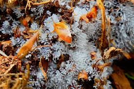 Attēlu rezultāti vaicājumam “Ceratiomyxa morchella”
