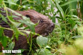 Attēlu rezultāti vaicājumam “Castor fiber”