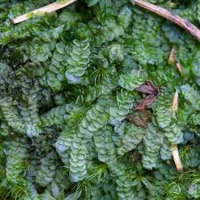 Attēlu rezultāti vaicājumam “Calypogeia”