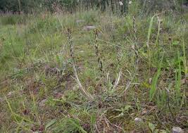 Attēlu rezultāti vaicājumam “Gnaphalium sylvaticum”