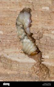 Attēlu rezultāti vaicājumam “Ceruchus chrysomelinus larva”