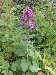 Image result for Lunaria annua