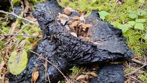 Attēlu rezultāti vaicājumam “Asterophora lycoperdoides”