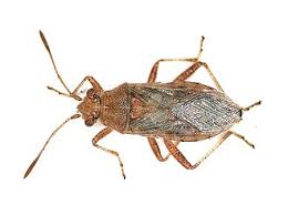 Attēlu rezultāti vaicājumam “Rhopalus maculatus imago”