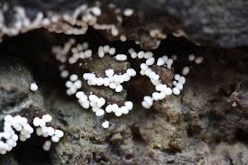 Attēlu rezultāti vaicājumam “Trichia varia”