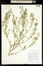 Attēlu rezultāti vaicājumam “Corispermum hyssopifolium”