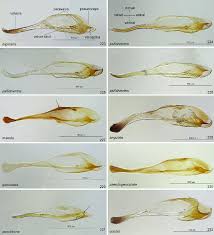 Attēlu rezultāti vaicājumam “Pristiphora maesta larva”