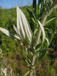 Image result for Artemisia vulgaris