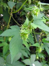 Attēlu rezultāti vaicājumam “Humulus lupulus bud”