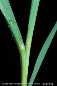 Attēlu rezultāti vaicājumam “Phleum phleoides fruit”