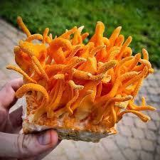 Attēlu rezultāti vaicājumam “Cordyceps”