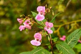 Attēlu rezultāti vaicājumam “Impatiens glandulifera leaf”