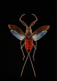 Attēlu rezultāti vaicājumam “Nepa cinerea nymph”