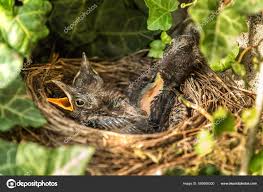 Attēlu rezultāti vaicājumam “Turdus merula nest”