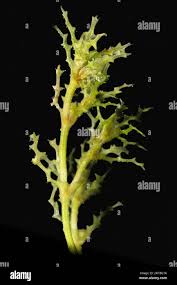 Attēlu rezultāti vaicājumam “Najas major”