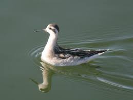 Attēlu rezultāti vaicājumam “Phalaropus lobatus”