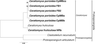 Attēlu rezultāti vaicājumam “Ceratiomyxa porioides spores”