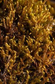 Attēlu rezultāti vaicājumam “Campyliadelphus elodes”