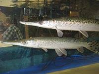 Image result for Atractosteus spatula