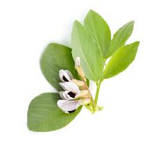 Attēlu rezultāti vaicājumam “Vicia faba flower”