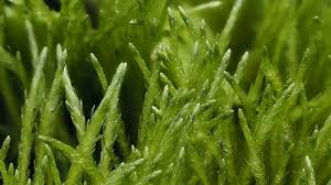 Attēlu rezultāti vaicājumam “Straminergon stramineum”