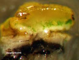 Attēlu rezultāti vaicājumam “Caloplaca scopularis”