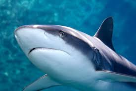 Image result for Carcharhinus amblyrhynchos