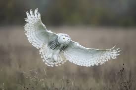 Image result for Bubo scandiacus