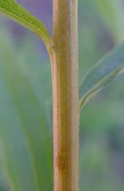 Attēlu rezultāti vaicājumam “Solidago canadensis fruit”