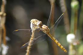 Attēlu rezultāti vaicājumam “Orthetrum brunneum”